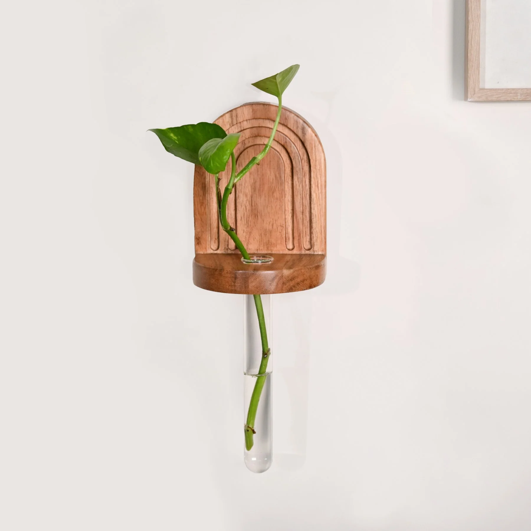 Acacia Wall Mounted Test Tube Planter Set Of 2 - Image 10