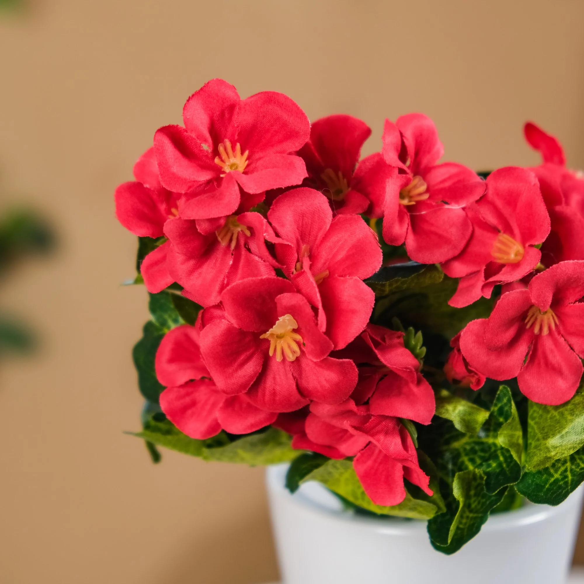 Begonia Flower Stem - Image 7