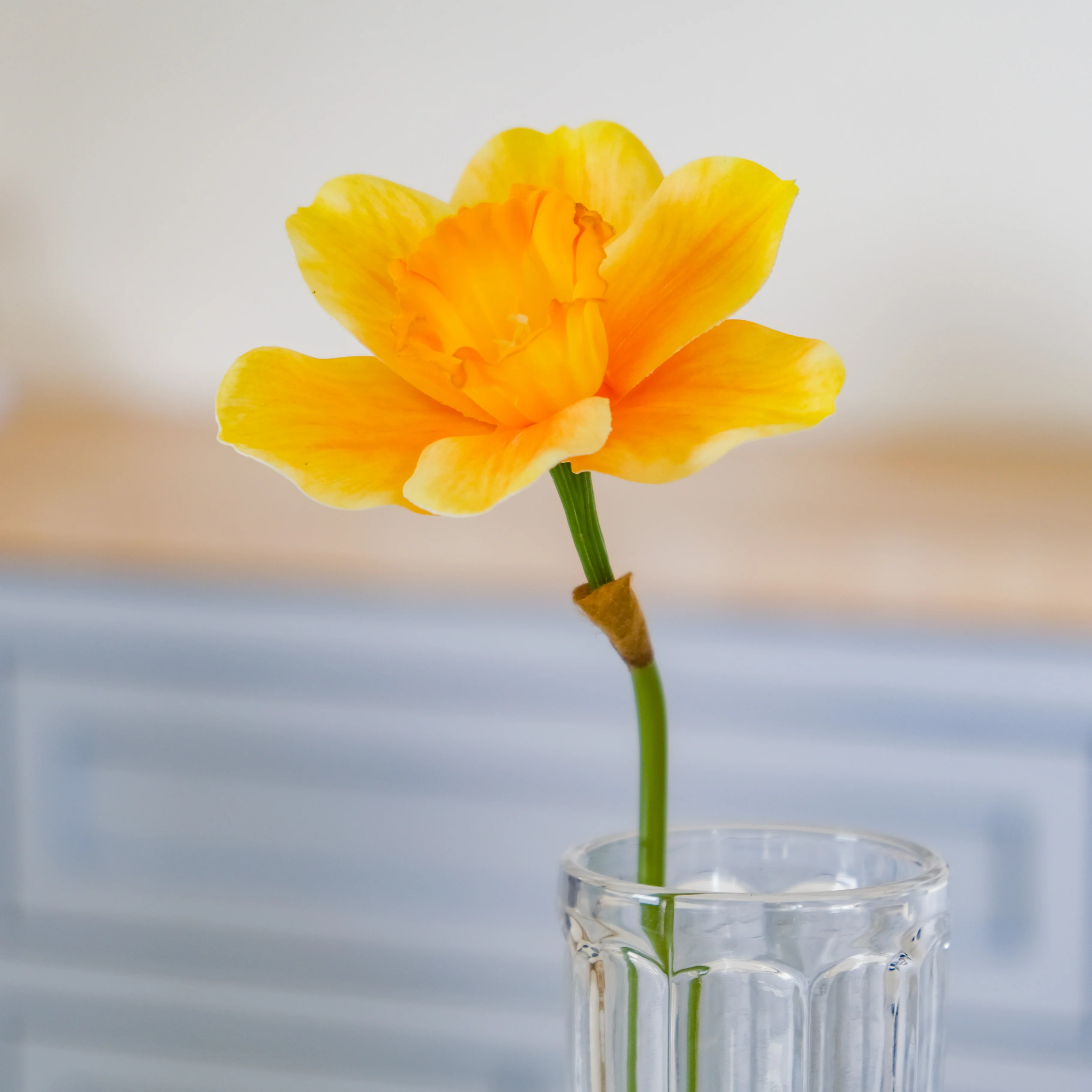 Daffodil Flower - Image 4