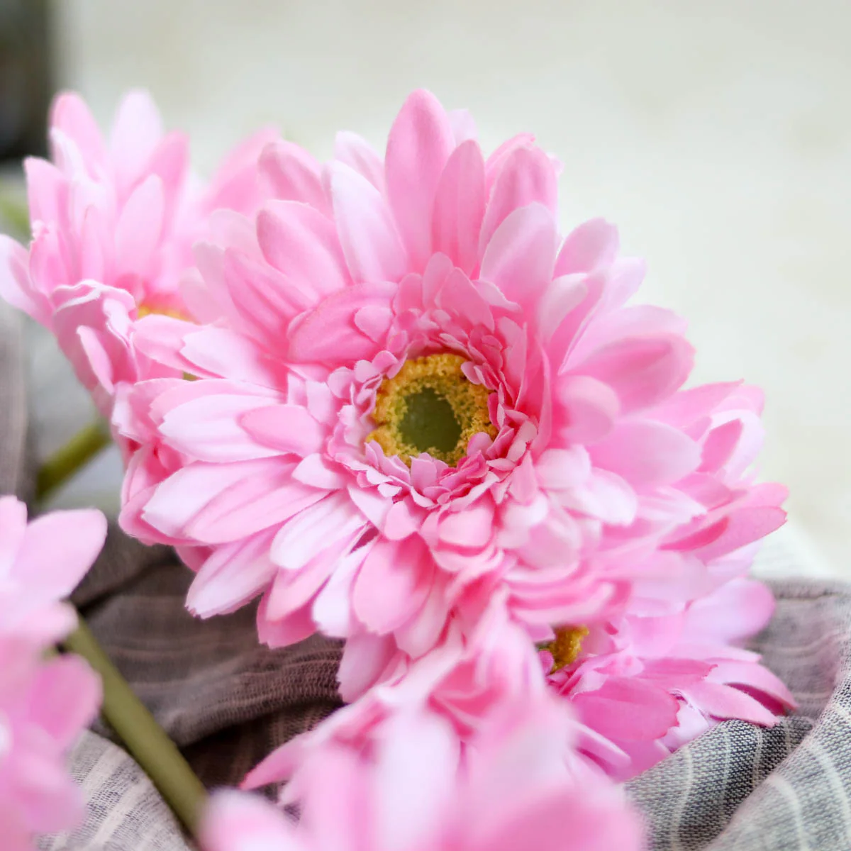 Gerbera Flower - Image 6