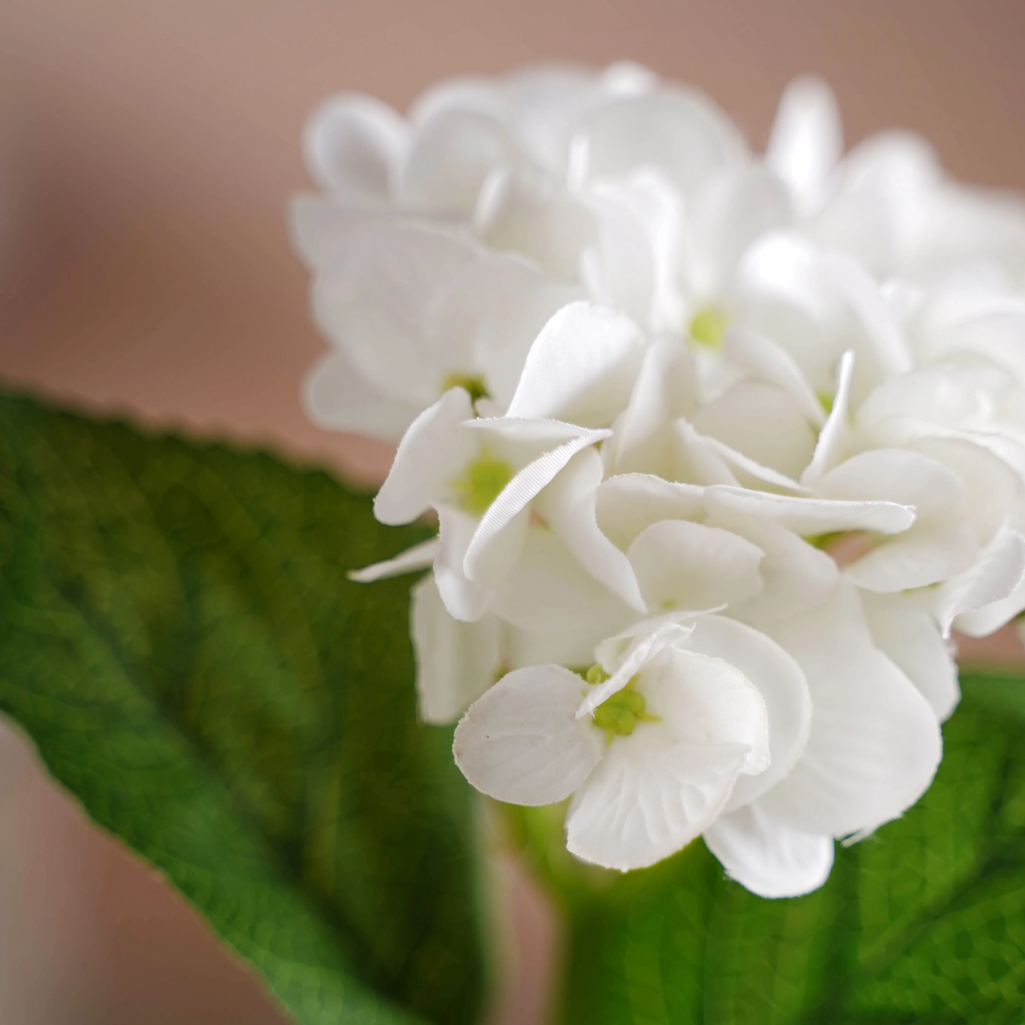 Hydrangea Blossom - Image 11